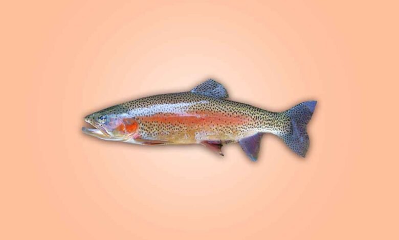 Trout Fish: Types of Trout Size Habitat